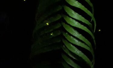 fireflies