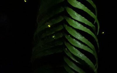 fireflies